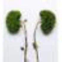 هِداية