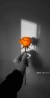 لا يوجد صوره