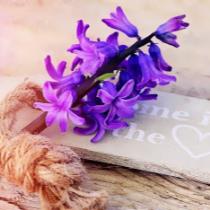 قناتي البنفسجية